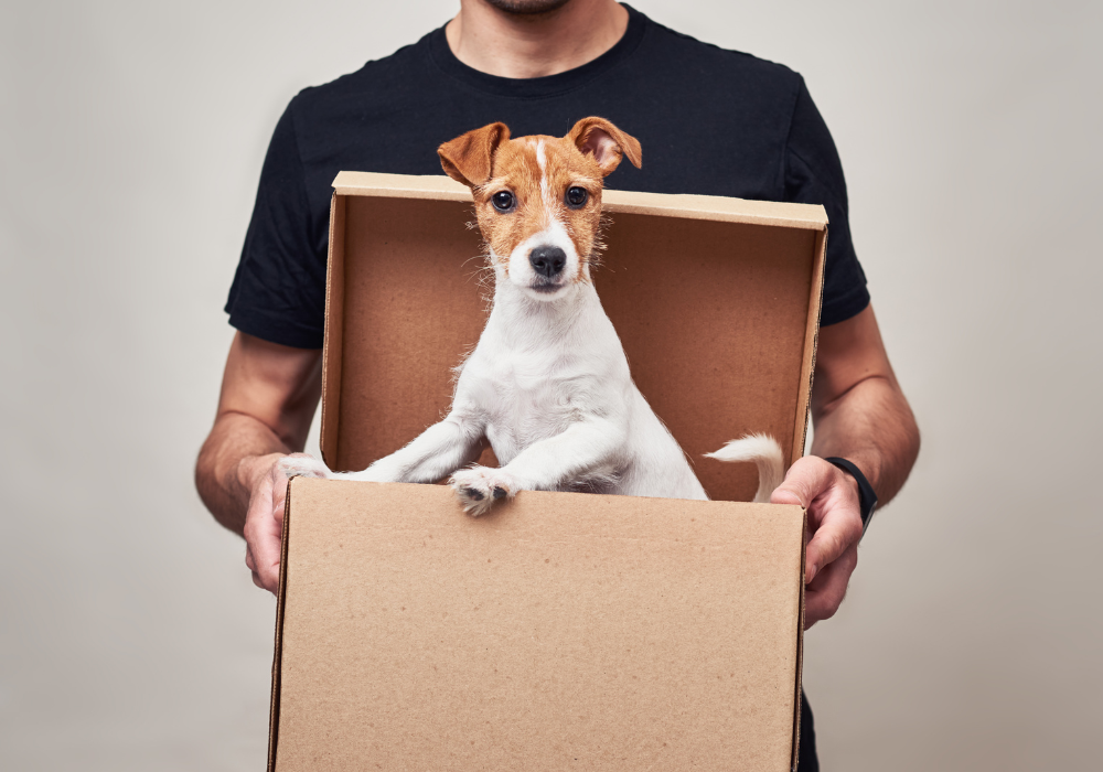 pudełko kaszerowane